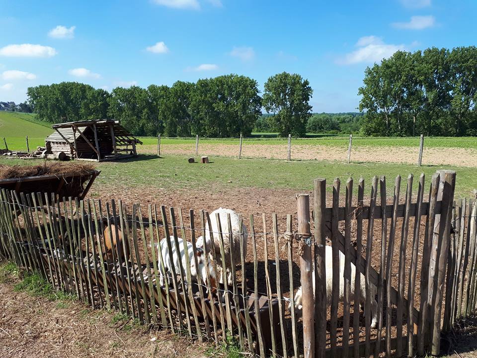 schapen